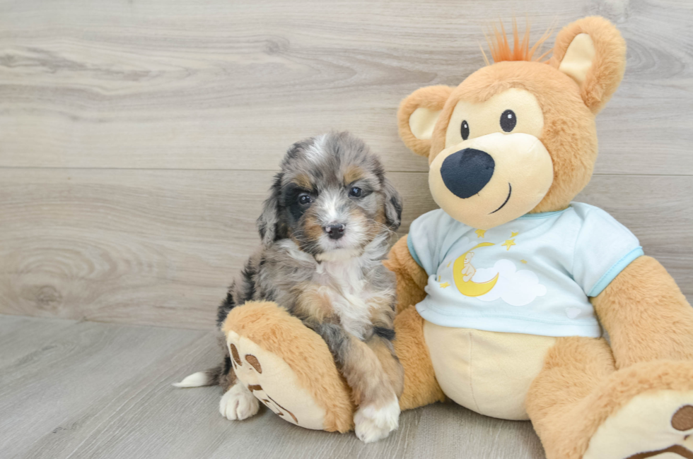 6 week old Mini Bernedoodle Puppy For Sale - Premier Pups