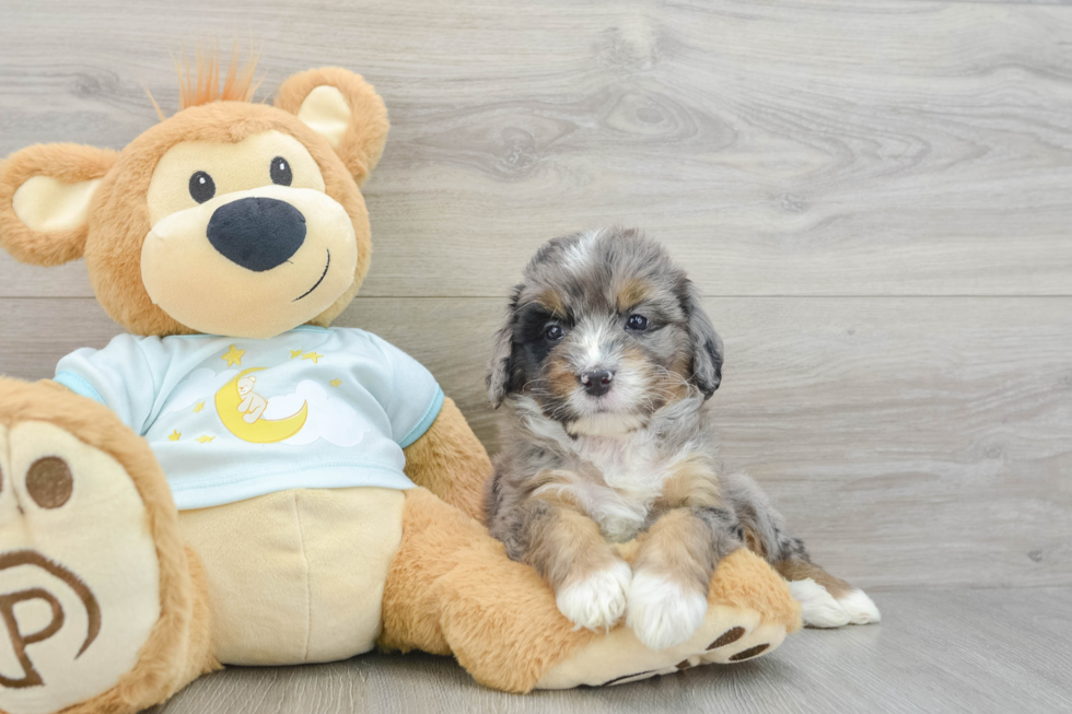 Mini Bernedoodle Pup Being Cute