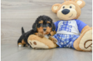 Mini Bernedoodle Pup Being Cute