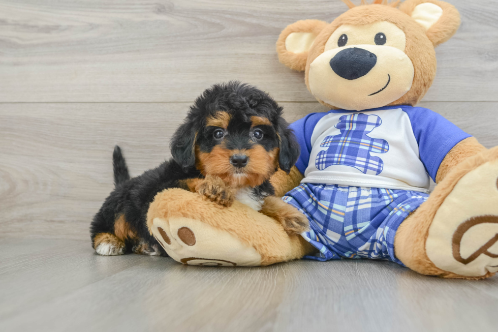 Mini Bernedoodle Pup Being Cute