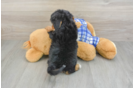 Friendly Mini Bernedoodle Baby