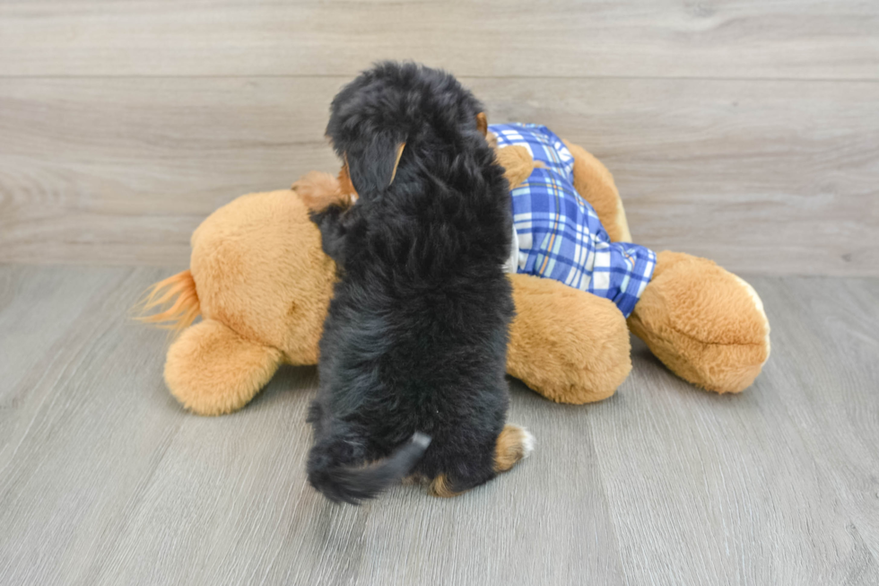 Friendly Mini Bernedoodle Baby