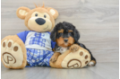 Best Mini Bernedoodle Baby
