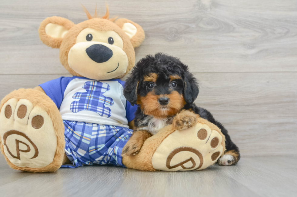 6 week old Mini Bernedoodle Puppy For Sale - Premier Pups