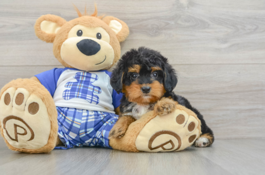 Best Mini Bernedoodle Baby