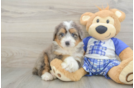 Best Mini Bernedoodle Baby