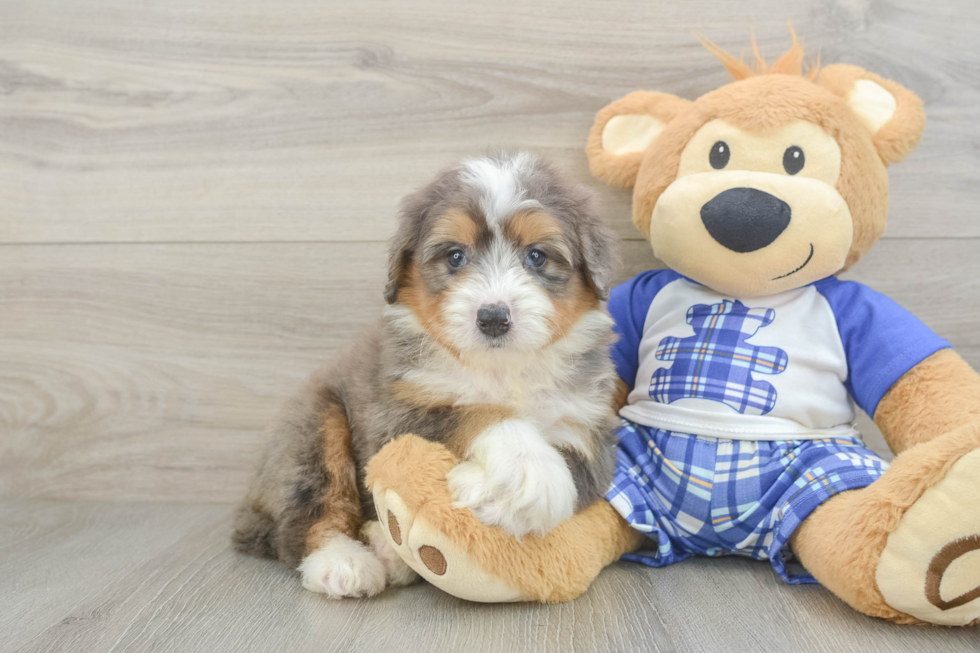 Best Mini Bernedoodle Baby