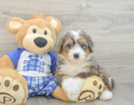 7 week old Mini Bernedoodle Puppy For Sale - Premier Pups