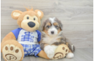Mini Bernedoodle Puppy for Adoption