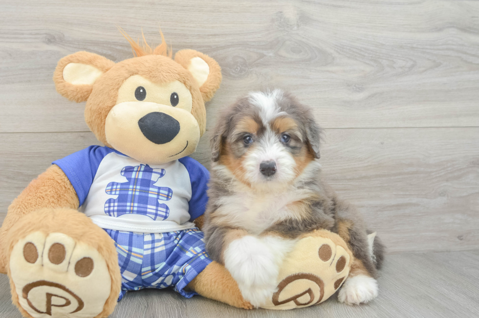 5 week old Mini Bernedoodle Puppy For Sale - Premier Pups