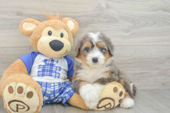 Mini Bernedoodle Puppy for Adoption