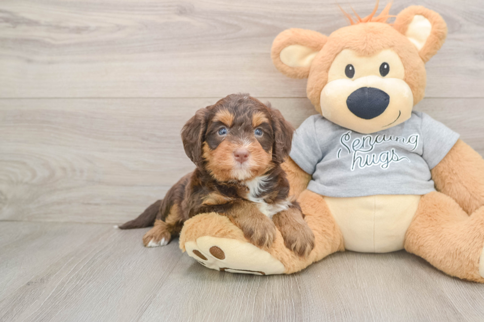 Smart Mini Bernedoodle Poodle Mix Pup