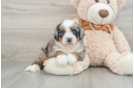 Playful Mini Bernesepoo Poodle Mix Puppy