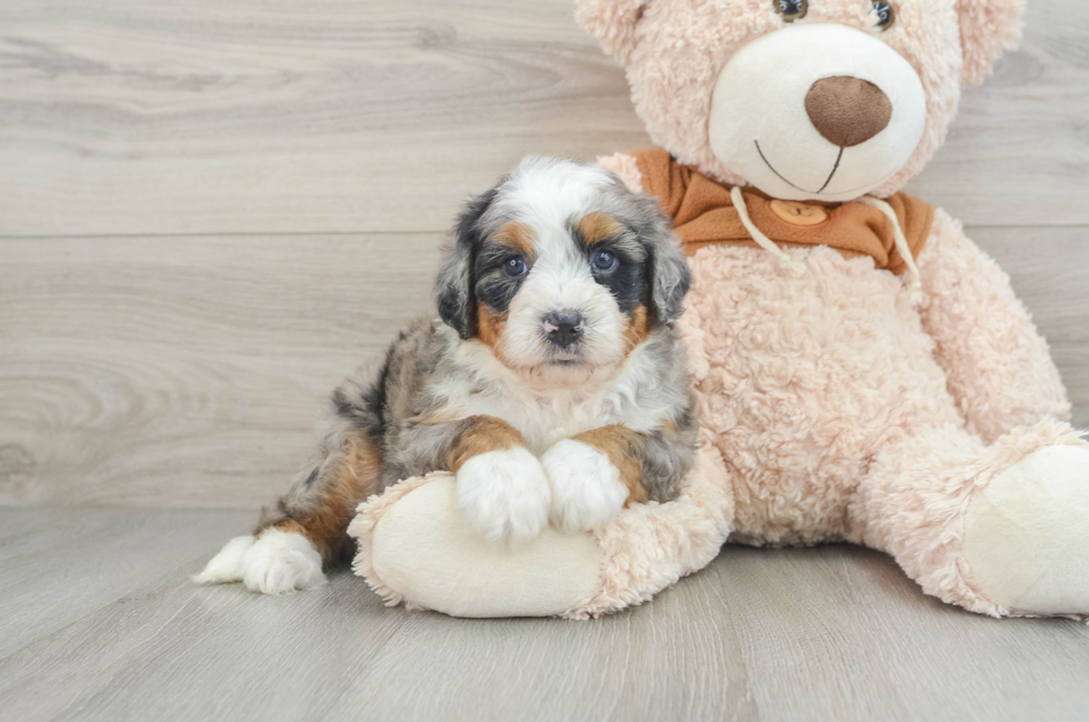 5 week old Mini Bernedoodle Puppy For Sale - Premier Pups