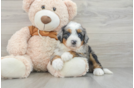 Adorable Mini Bernesedoodle Poodle Mix Puppy