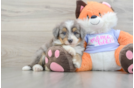 Sweet Mini Bernedoodle Baby