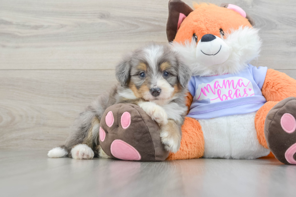 Sweet Mini Bernedoodle Baby