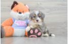 Mini Bernedoodle Puppy for Adoption