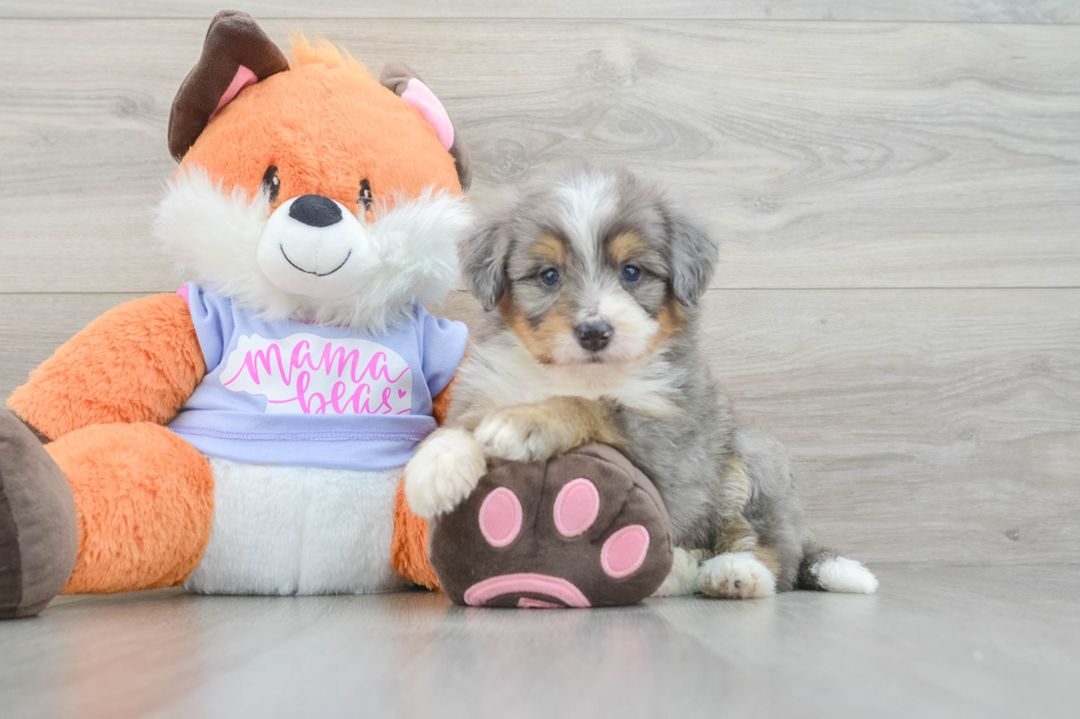 Mini Bernedoodle Puppy for Adoption