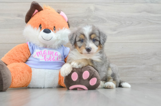 Mini Bernedoodle Puppy for Adoption