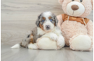 Mini Bernedoodle Pup Being Cute