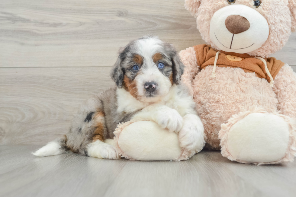 Mini Bernedoodle Pup Being Cute