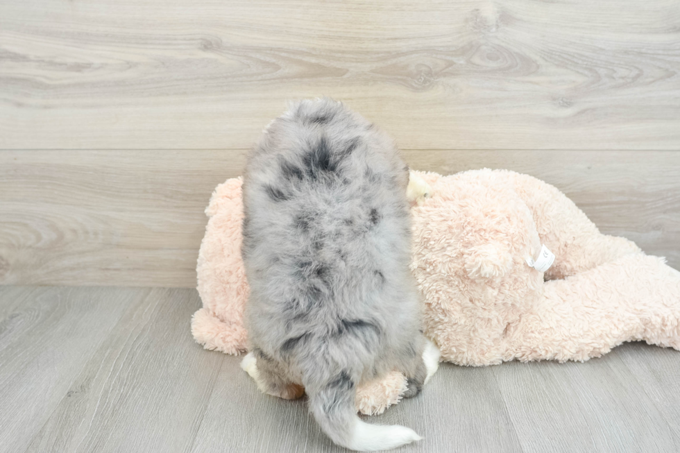 Cute Mini Bernedoodle Baby