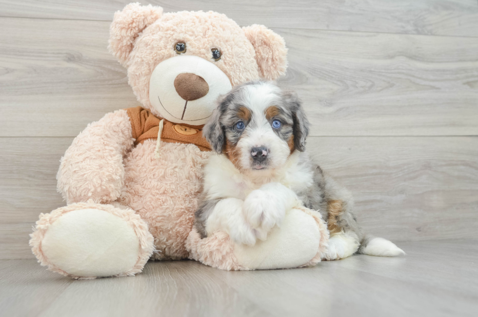 5 week old Mini Bernedoodle Puppy For Sale - Premier Pups