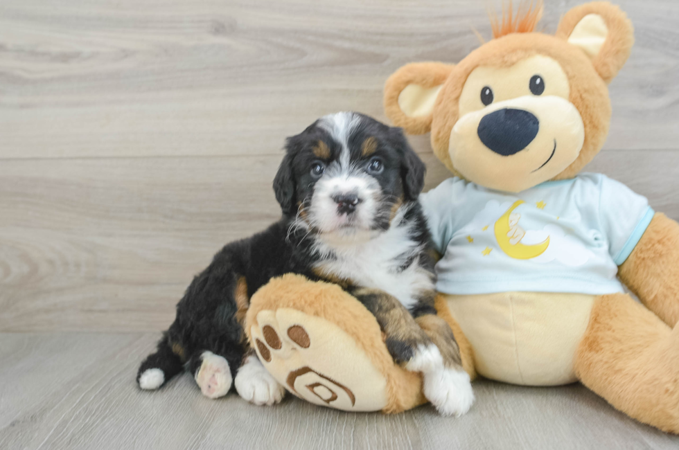 5 week old Mini Bernedoodle Puppy For Sale - Premier Pups