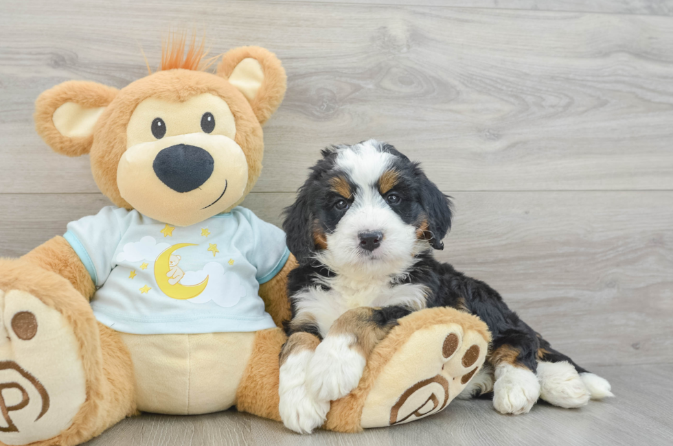 6 week old Mini Bernedoodle Puppy For Sale - Premier Pups