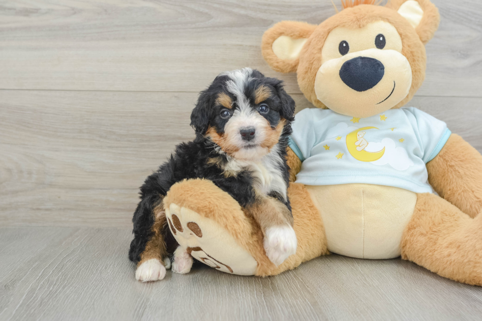 Funny Mini Bernedoodle Poodle Mix Pup