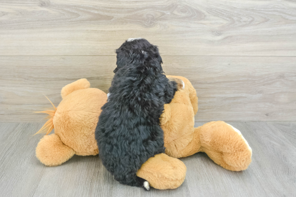 Mini Bernedoodle Pup Being Cute