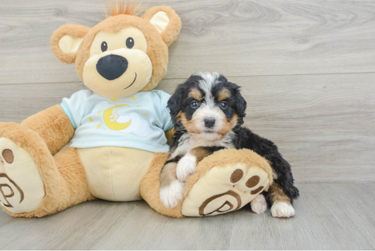 Sweet Mini Bernedoodle Baby