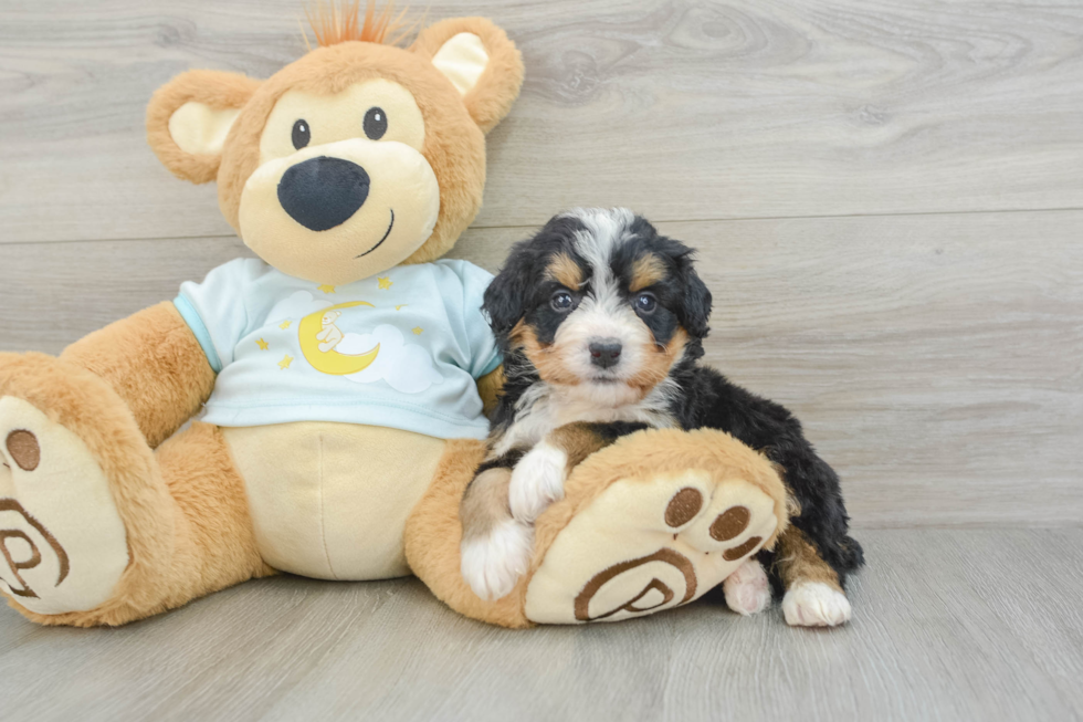 Sweet Mini Bernedoodle Baby