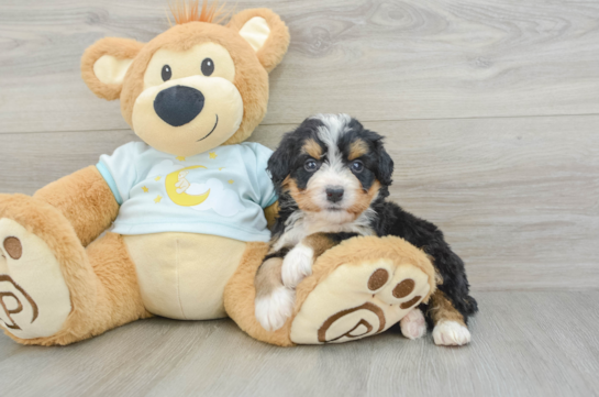 Sweet Mini Bernedoodle Baby