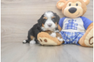 Best Mini Bernedoodle Baby