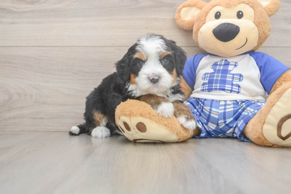 Best Mini Bernedoodle Baby