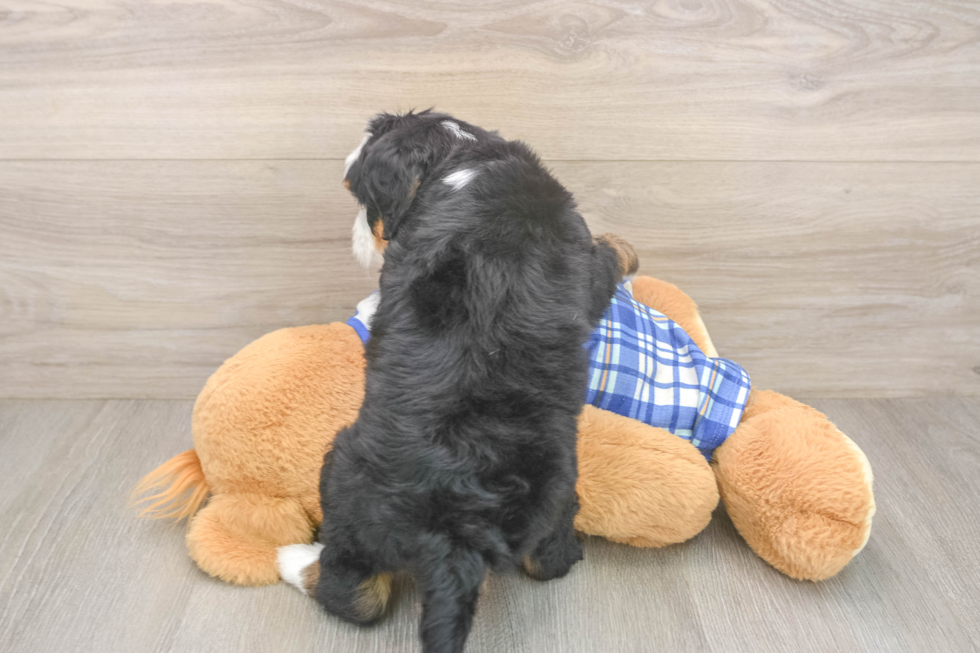 Mini Bernedoodle Puppy for Adoption