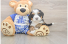 Smart Mini Bernedoodle Poodle Mix Pup