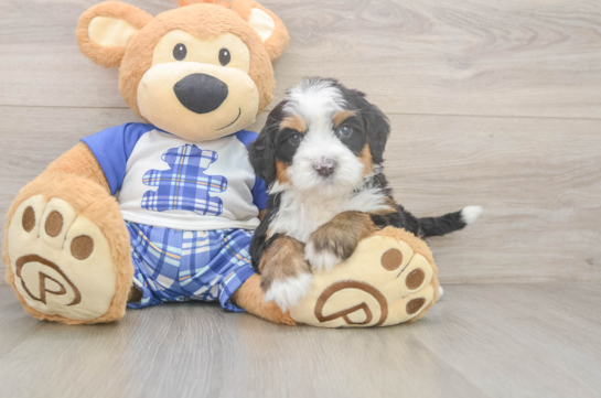 Smart Mini Bernedoodle Poodle Mix Pup