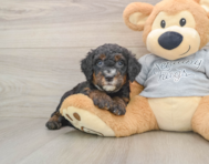 7 week old Mini Bernedoodle Puppy For Sale - Premier Pups
