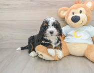 7 week old Mini Bernedoodle Puppy For Sale - Premier Pups