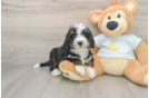 Funny Mini Bernedoodle Poodle Mix Pup