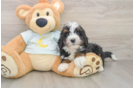 Hypoallergenic Bernadoodle Poodle Mix Puppy