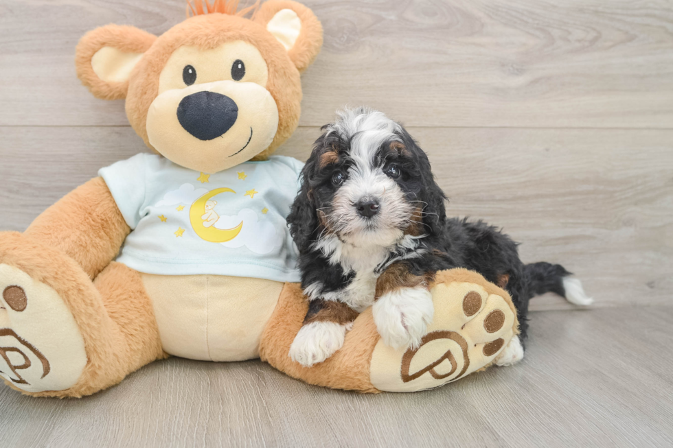 Hypoallergenic Bernadoodle Poodle Mix Puppy