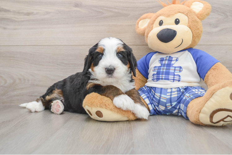 Smart Mini Bernedoodle Poodle Mix Pup