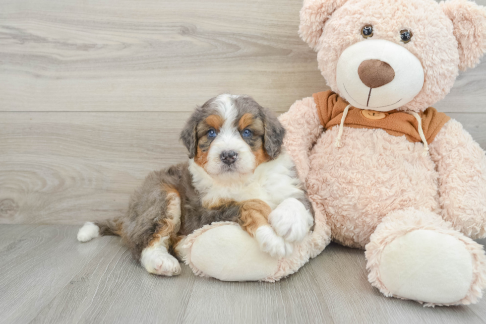 Mini Bernedoodle Pup Being Cute