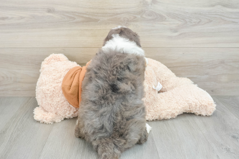 Mini Bernedoodle Pup Being Cute