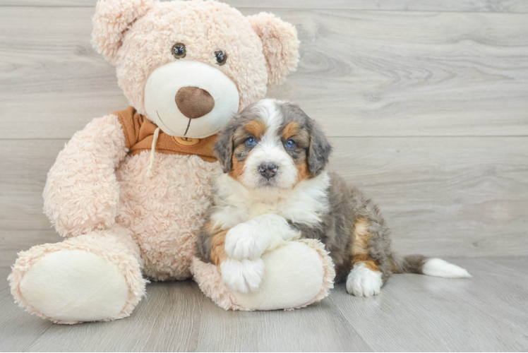 Mini Bernedoodle Pup Being Cute