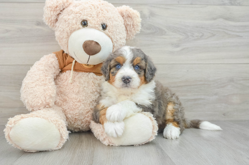 5 week old Mini Bernedoodle Puppy For Sale - Premier Pups